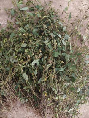 响铃草中药500克响灵草云南马响铃鲜货非种植铃子草耳呜耳响泡水