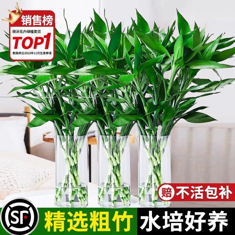 富贵竹水培植物客厅办公桌招财盆栽节节高粗杆带根可水养摆件绿植