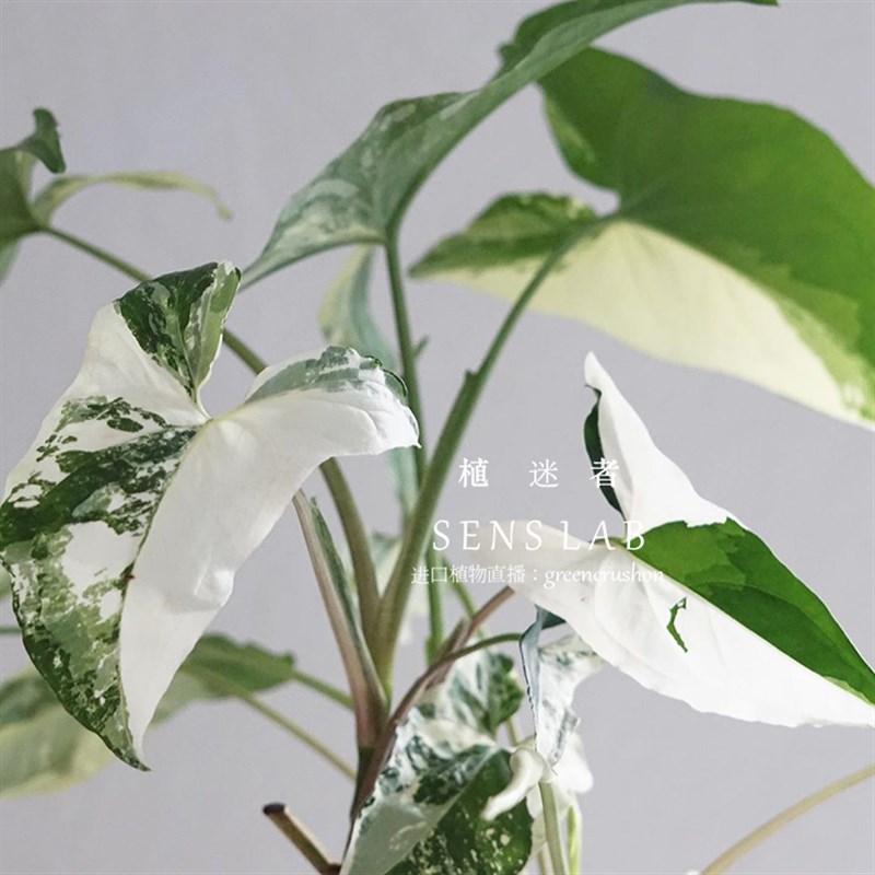 花叶牛奶白锦合果芋 室内阳台植物绿植盆栽耐热好养 植迷者