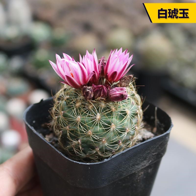 白琥玉实生仙人球新品稀有开花美观好养仙人掌多肉阳台庭院小盆栽