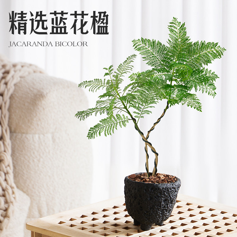蓝花楹绿植小盆栽老桩双杆树苗室内桌面办公室四季好养活植物真花