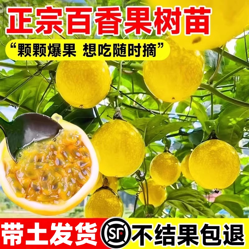 钦蜜9号黄金百香果树果苗广西嫁接百香果苗全国四季种植不断结果