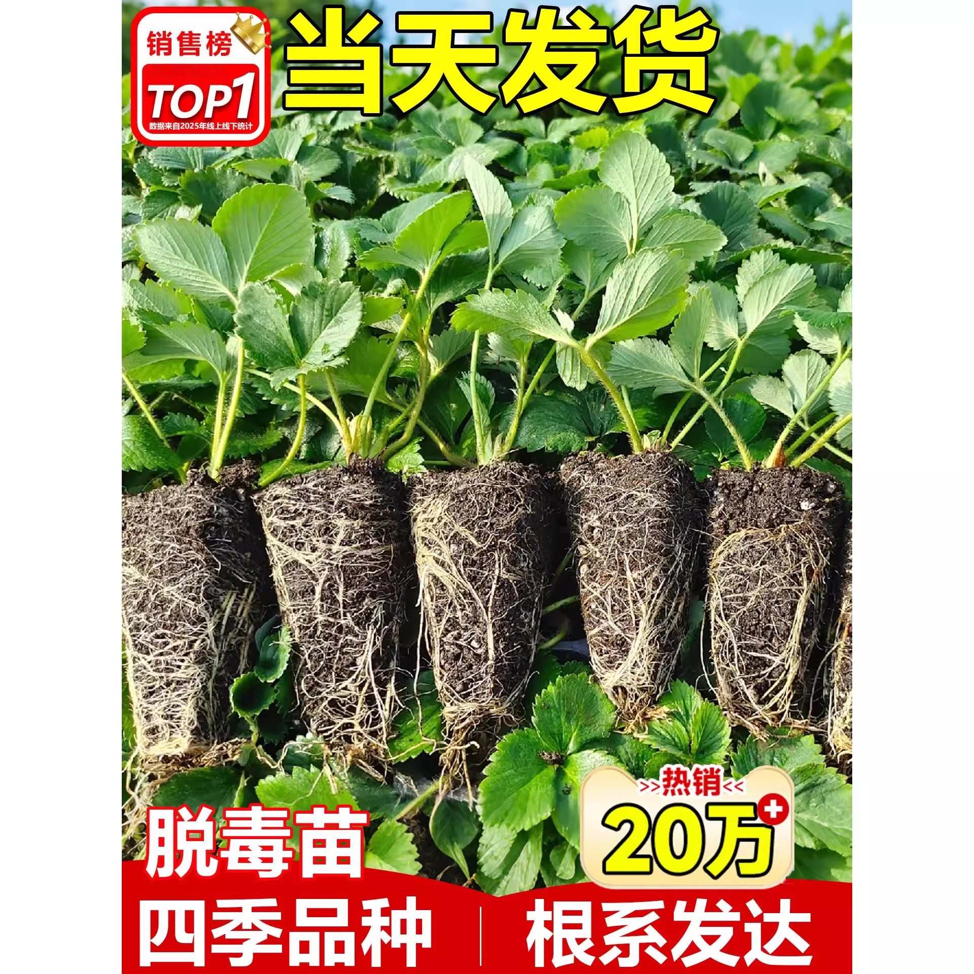 草莓苗秧四季结果盆栽种子