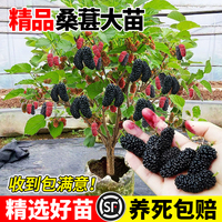 精選桑樹大苗不活包賠