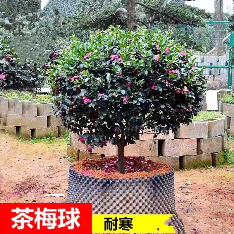 山庭院大型耐冬香妃四季常青耐寒花卉植物庭院风景树
