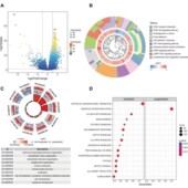 生信分析生物转录组服务2 8geo数据挖掘单细胞测序分析网络药理