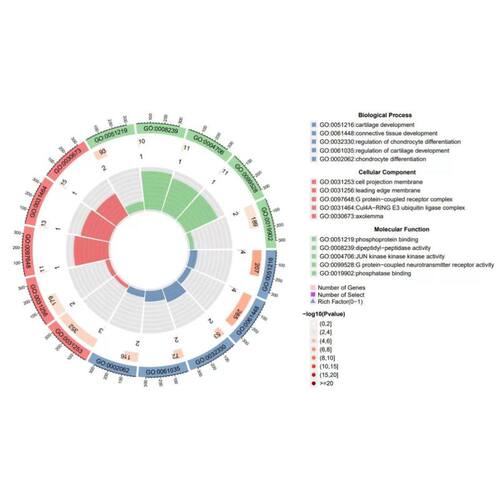 生信分析代做医学SCI2-3分生物信息学TCGA/GEO数据挖掘网络药理学