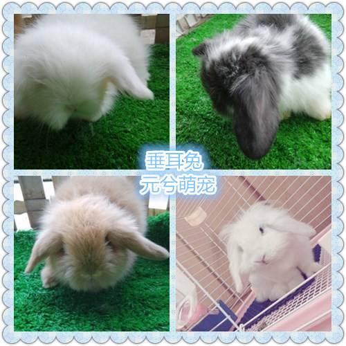 元兮垂耳兔活物兔子活体灰色宠物猫猫兔侏儒兔包活健康养殖小兔子图片