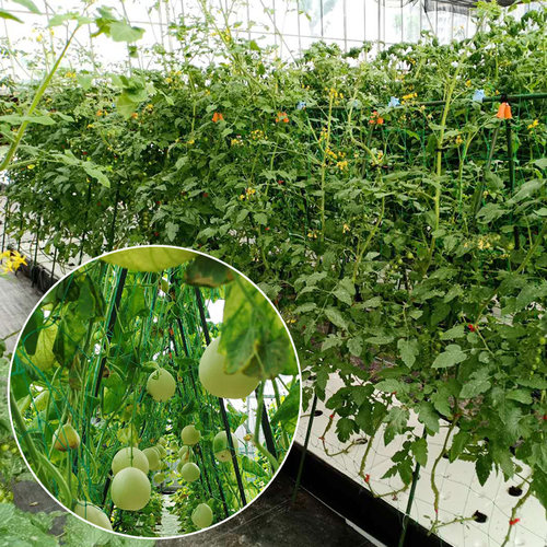 爬藤支架种菜黄i瓜植物架子支撑杆阳台花架丝瓜撑杆花园藤架攀爬