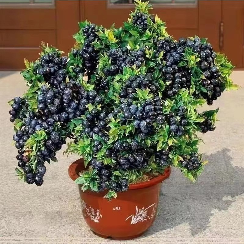 蓝莓苗蓝莓树果苗北方南方种植薄雾兔眼Q特大阳台盆栽带果