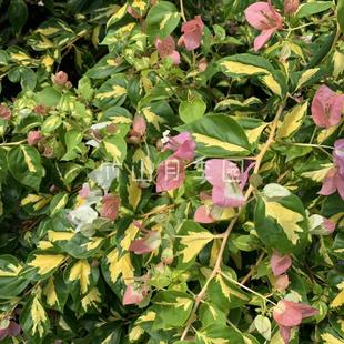 金心橙白 三角梅 扦插苗 （有苗情图） 枝条细软勤花