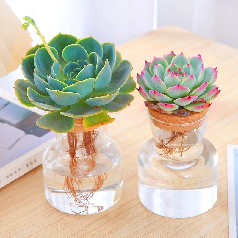 水培多肉盆栽室内桌摆新款水养趣味植物玉露办公室水培多肉大玉蝶,鲜花速递/花卉仿真/绿植园艺,多肉植物,淘宝优惠券,粉丝福利购,淘宝优惠卷
