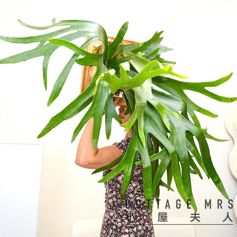 二岐鹿角蕨 生财有鹿植物客厅绿植挂墙美观防辐射办公室桌面