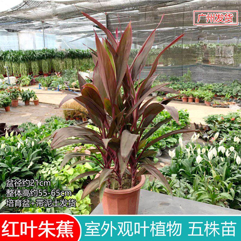 红叶朱蕉大型盆栽红叶铁树紫竹苗室内外客厅阳台花卉观叶植物精品