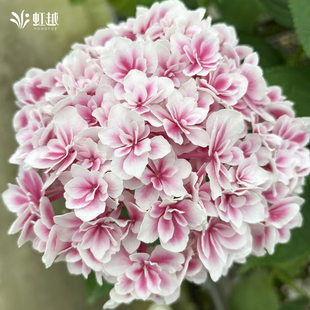 虹越绣球新品上架龙宫露娜角宿一响声绣球花盆栽花园地栽花苗植物