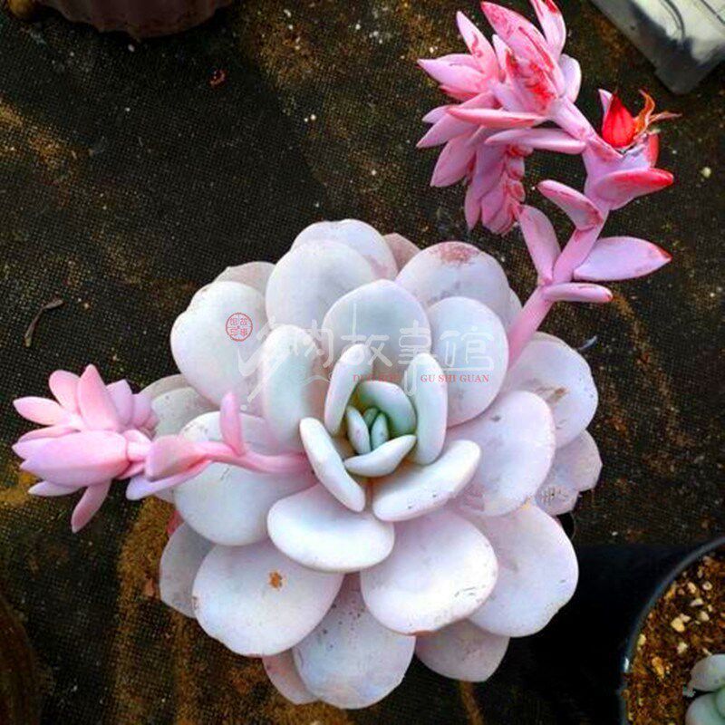 多肉植物 圆叶雪莲多肉 优选宽叶控型 厚粉 厚叶精品盆栽美观