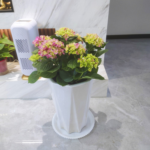 西安同城无尽夏绣球室内阳台花卉观花植物庭院送礼佳品