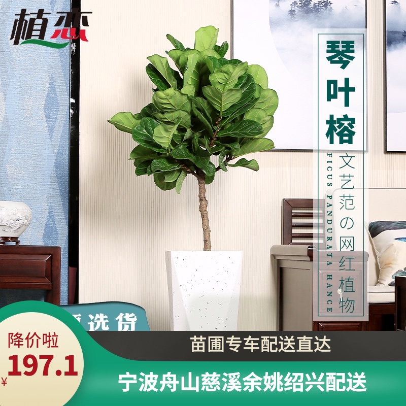 琴叶榕 室内植物水泥盆艺术类盆栽盆景花卉办公室客厅绿植 宁波