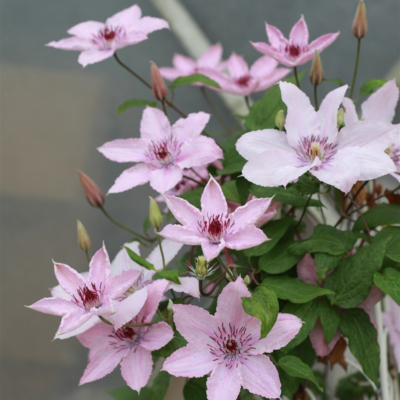 优藤铁线莲晚花大苗爬藤盆栽庭院阳台耐寒新手对版地栽多年生里昂