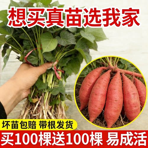 红薯苗秧西瓜红红薯苗蜜薯苗糖心烤薯型正宗高产地瓜苗哈密苗种植