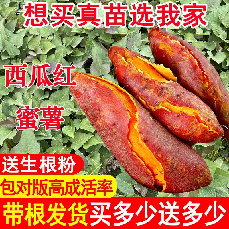 红薯苗正宗西瓜红红心六鳌蜜薯秧红心糖心蜜薯苗高产脱毒地瓜秧苗