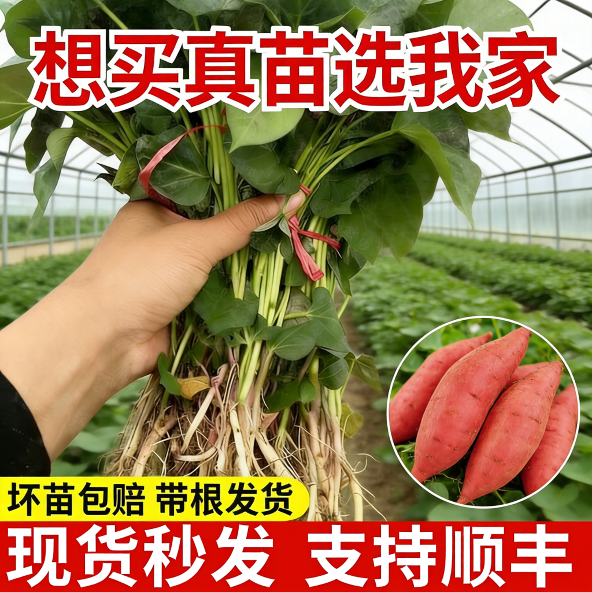 红薯苗地瓜苗紫薯苗密薯苗西瓜红薯苗板栗薯秧苗烟薯苗老品种薯苗