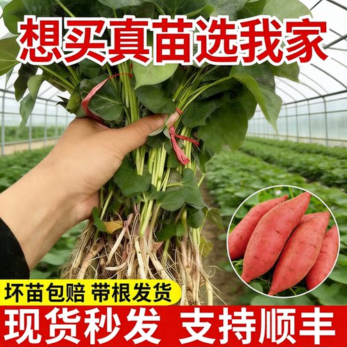 红薯苗地瓜苗紫薯苗密薯苗西瓜红薯苗板栗薯秧苗烟薯苗老品种薯苗