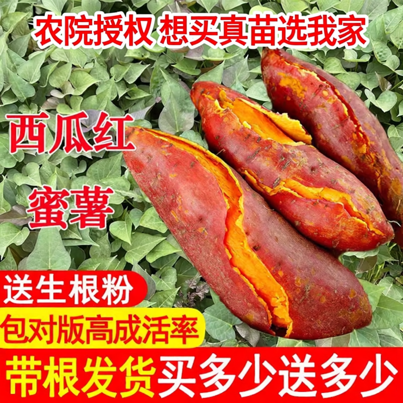 红薯苗正宗高产西瓜红蜜薯糖心烤薯型地瓜苗哈密薯苗红薯苗秧苗种
