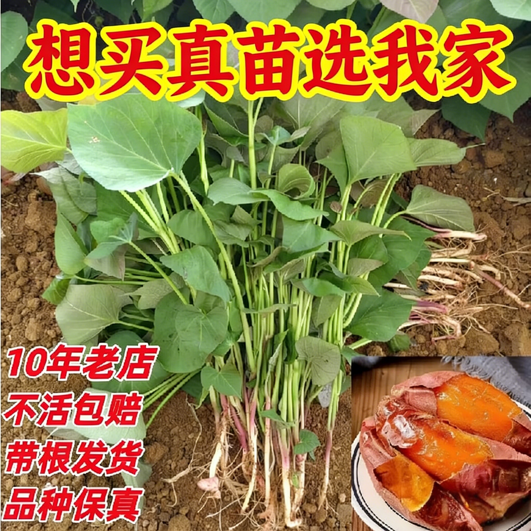 正宗西瓜红红薯苗蜜薯苗红心薯苗高成活地瓜秧产地直销苗新鲜发货