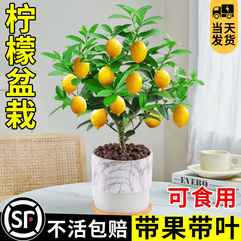 香水柠檬树苗盆栽带果可食用绿植物驱蚊浓香好养四季花卉阳台种植