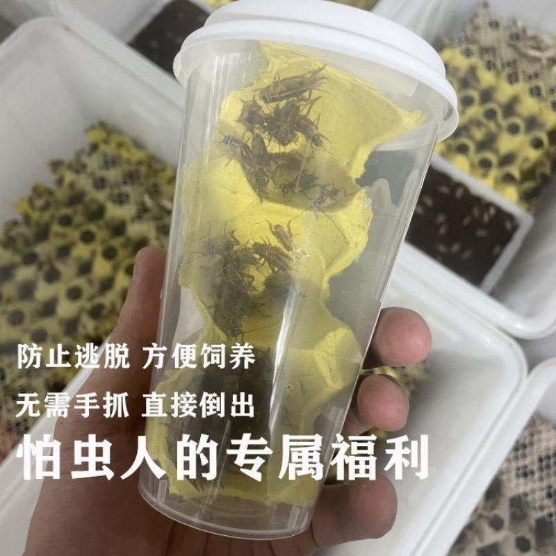 空杯装蟋蟀活体白蛐蛐奶茶杯空杯