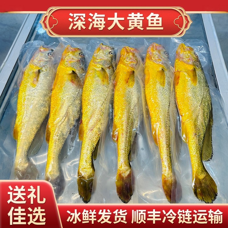 正宗宁德深海黄花鱼新鲜冷冻特大黄鱼鲜活生鲜大海鱼礼盒2斤1只