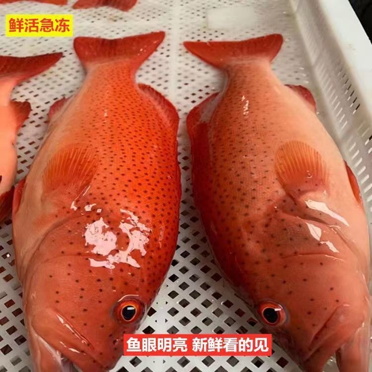 东山岛海捕东星斑生猛鲜活礼盒图片