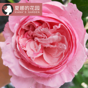 奥斯汀凯丽月季花苗阳台庭院盆栽耐热勤花四季开花大花粉色切花