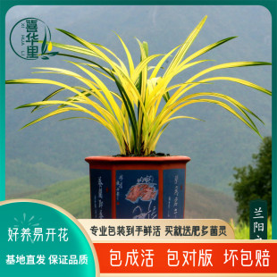 翁源兰花墨兰铭品中透线艺名贵兰草兰阳之松好养室内绿植花卉盆栽