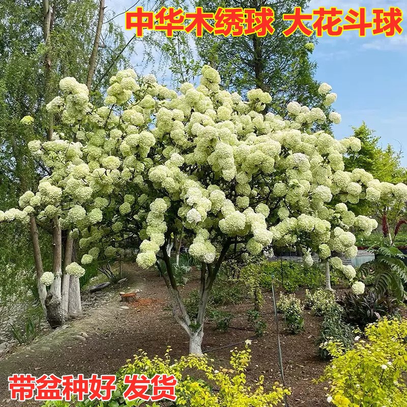 中华木绣球斗球阳台庭院地栽多年生耐寒开花卉盆栽欧洲木绣球树苗