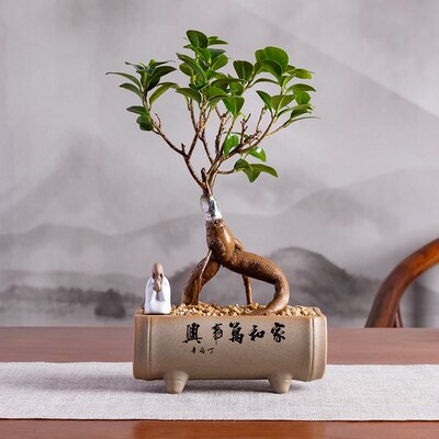 客厅人参榕盆栽茶桌面绿植物室内小叶F榕树盆景四季秋冬好养办公