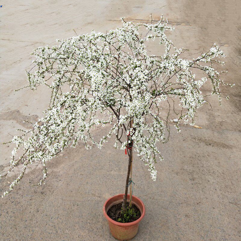 雪柳喷雪花棒棒糖花苗盆栽花卉珍珠梅绣线菊庭院室外耐寒耐热阳台