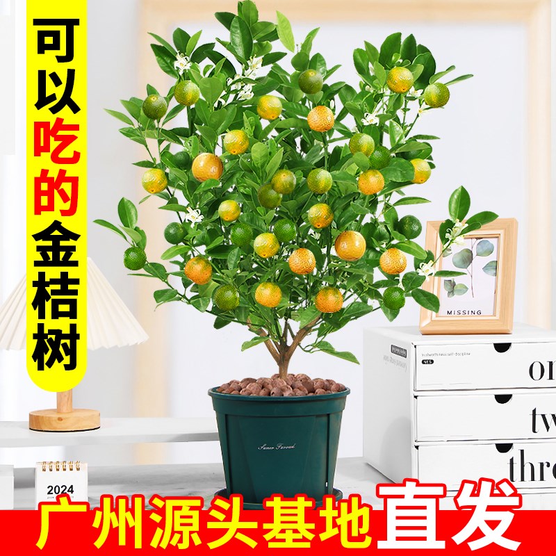 四季金桔树苗盆栽带果室内客厅招财植物室外耐热花卉绿植橘子盆景