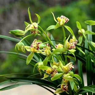 建兰梨山狮王 四季兰花大浓香 建兰奇花绿植盆栽室内阳台花卉兰花