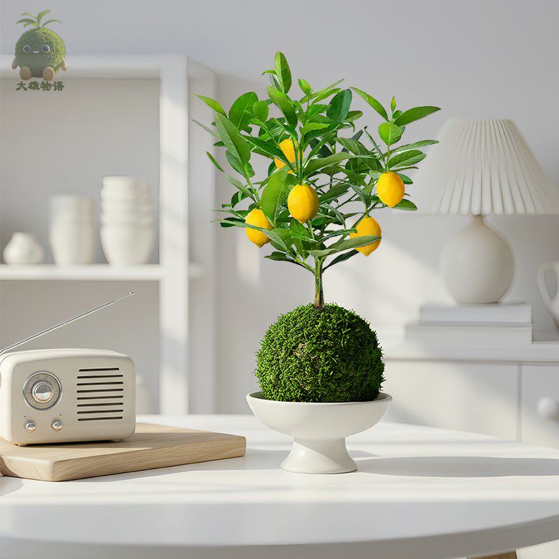 香水柠檬苔藓球清香盆景植物可食用水果树苗办公室桌面盆栽绿植