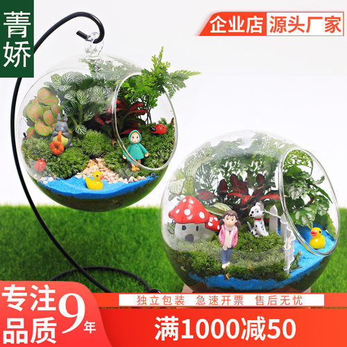 13c青苔苔藓儿童种植物鲜活微景观DIY材料 迷你可爱小盆栽生态瓶