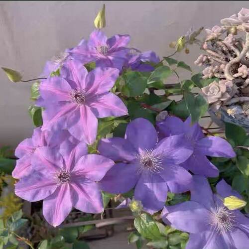 藤本皇后铁线莲春暖花开美翻了