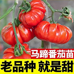老品种马蹄番茄苗秧丑柿子牛排西红柿种子春秋沙瓤阳台瓜果种子