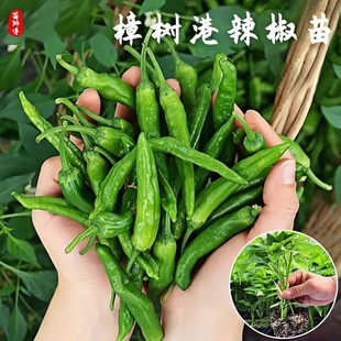 湖南正宗樟树港辣椒苗带土秧苗种籽四季章漳薄皮种子不辣的辣椒苗