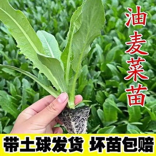 油麦菜苗秧苗麦香味油麦菜小叶尖叶香甜生菜苗水培苦菊四季 蔬菜苗