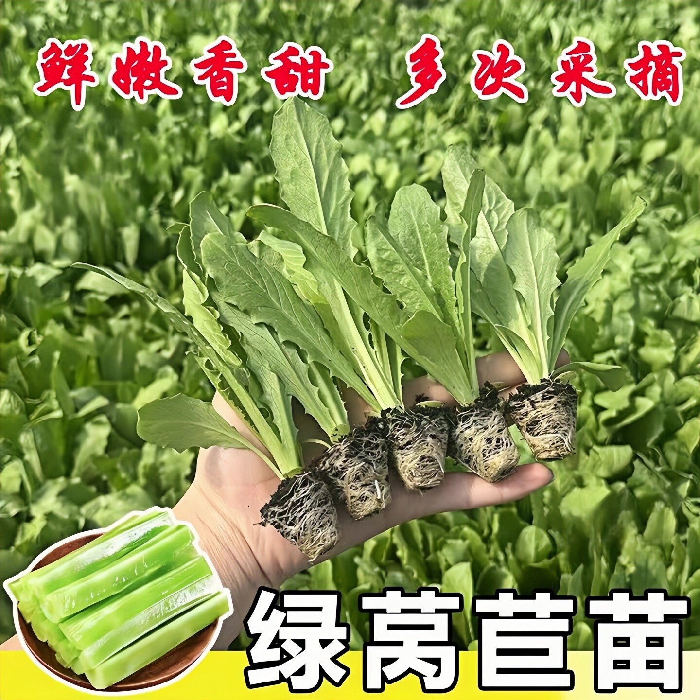 耐寒莴笋苗红芮笋苗圆叶青葛芦苗秋冬耐寒蔬菜苗菜秧苗穴盘苗