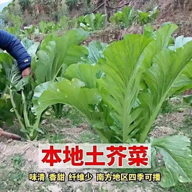 带土发货正宗花边甜芥菜苗四季种植阳台庭院甜芥菜秧苗高产咸菜苗