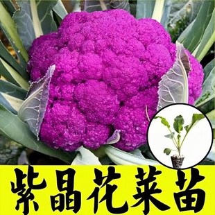 寿光四季 紫晶花菜秧苗耐寒耐热蔬菜紫晶一号蔬菜种子西兰花花椰菜