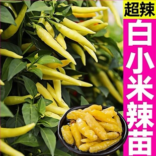 超辣白小米辣椒苗秧红小米朝天美人魔鬼辣妹子椒种子四季盆栽寿光